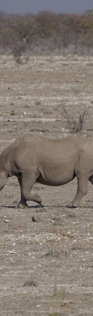 Ein weiteres Nashorn-Highlight